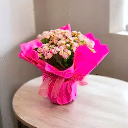 Kalanchoe çiçeği (Çiçek rengi değişiklik gösterebilir)