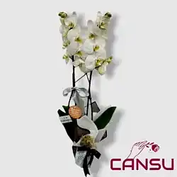 Çiftli(2 dal) Beyaz Orkide
