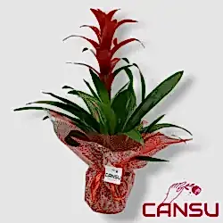 Guzmania